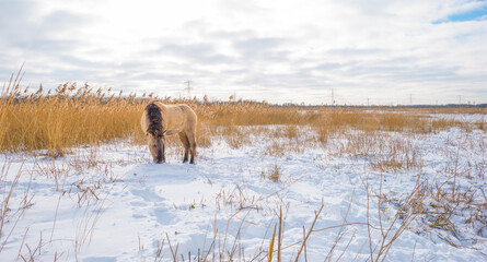 Horses in a white snowy frozen field in wetland in winter, Almere, Flevoland, The Netherlands, February 9, 2020 © Naj