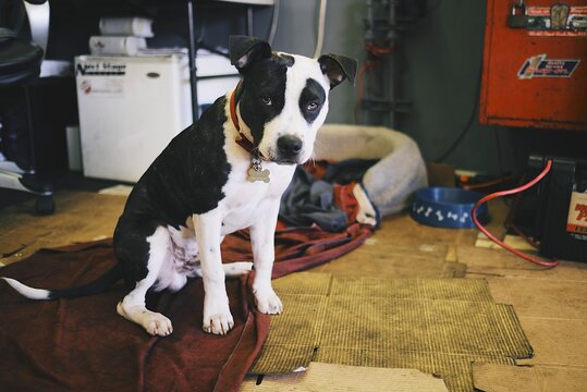 Cute 7 month old puppy hanging around an automotive shop.