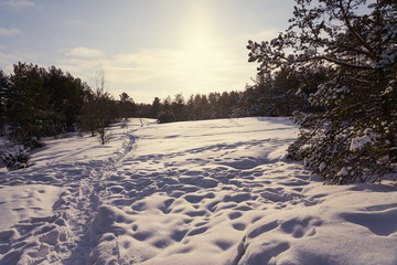 Fototapeta na wymiar Snow path in the winter forest on a frosty day.