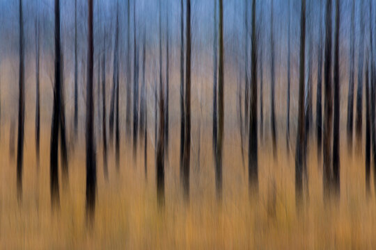 Burnt trees in a creative long exposure shot in autumn