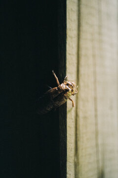Cicada Molting