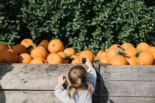 Toddler grabbing a pumpkin