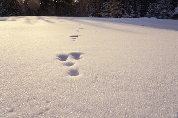 The bunny traces on the white snow on a frosty day.