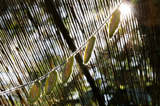 Sukkot: Sun Streams Through Roof Of Sukkah