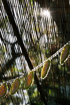 Sukkot: Sun Streams Through Roof Of Sukkah