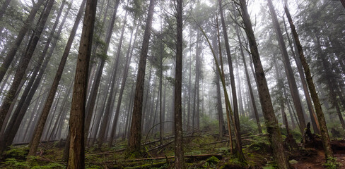 Mystical View of the Trail in Rain Forest during a foggy and rainy Winter Season. Woods in Squamish, North of Vancouver, British Columbia, Canada.