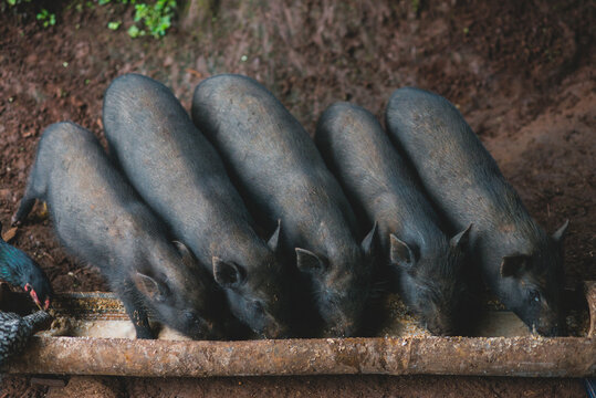 Piggy