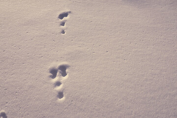The bunny traces on the white snow on a frosty day.