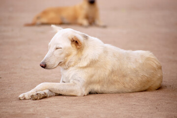 A dog taking a snap on the bare sandy floor