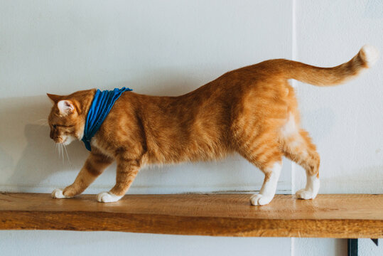 Orange cat on wooden bar