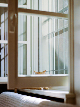 Hide and seek: cat hiding hid muzzle behind window mullion