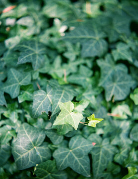 Different colored ivy leaf standing out from leaves pattern seen from above