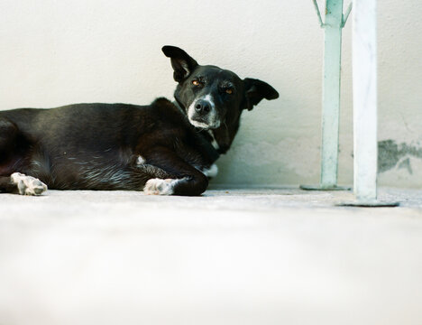 Just woke up dog laying y&Ocirc;&oslash;&Omega;&Ocirc;&oslash;&Omega;under bench in front yard