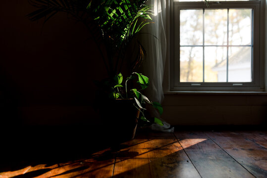 plant by a window in betty light