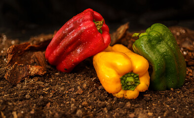 Bell peppers