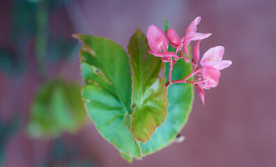 pink flower and green leaf