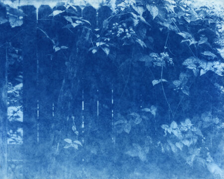 Overgrown Fence