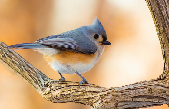 tit mouse bird in fall