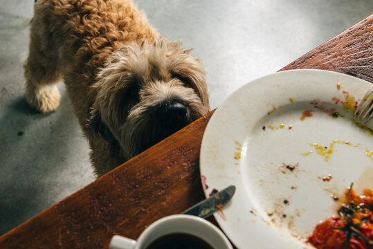 Dog considering stealing food