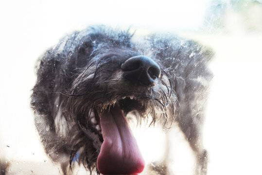 Barking Guard Dog
