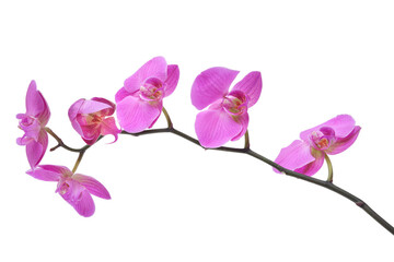 Beautiful purple orchid flower isolated on white.