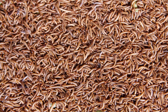 Worms