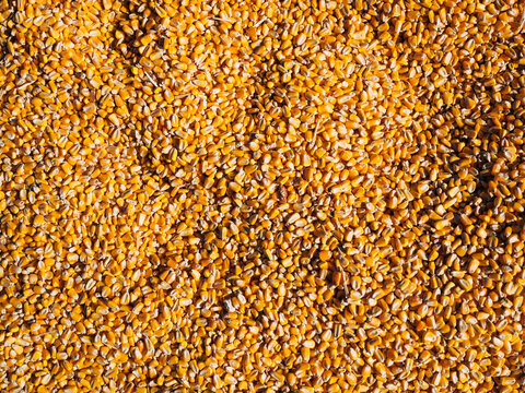 Bright corn seeds in sunlight