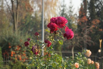 many blooming red roses on a green bush in the summer garden