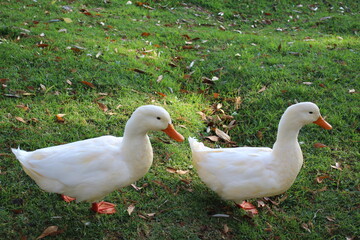 Patos en sincronía.