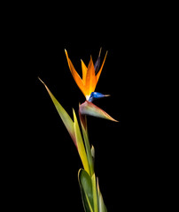 bird of paradise flower and leaves closeup cut out isolated on a black background