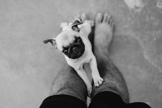 A young playful pug.