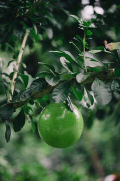 Green Round Fruit On A Branch