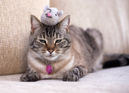 Siamese cat looking annoyed with her toy mouse on her head