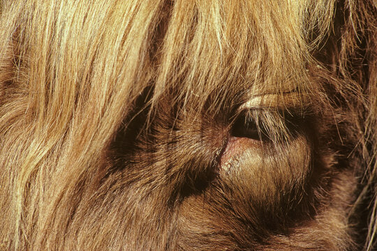 Closeup portrait of a Shetland pony (Equus cabellus). Photographed on Fuji Velvial film.