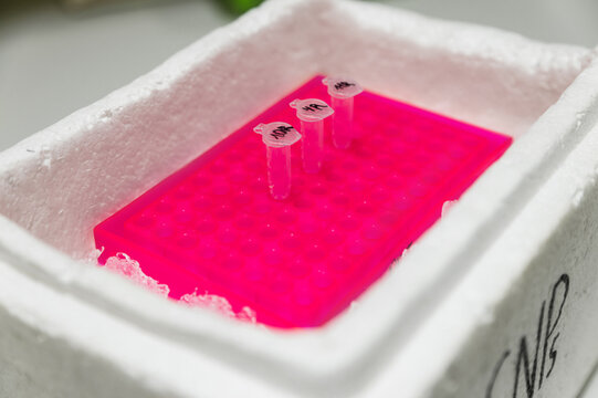 Plant cells in a lab