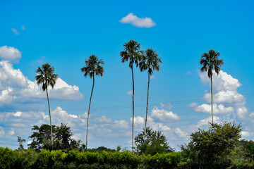 palm trees and blue sky