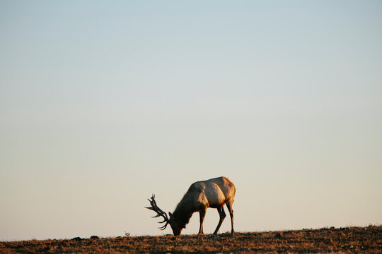 Tule Elk at dusk, Point Reyes National Seashore, California