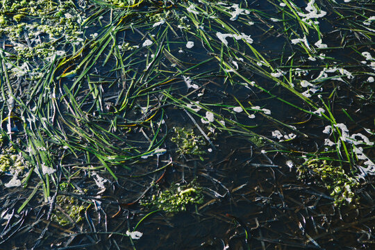 Detail of seaweed and eelgrass at low tide, Drakes Estero, Point Reyes National Seashore, CA