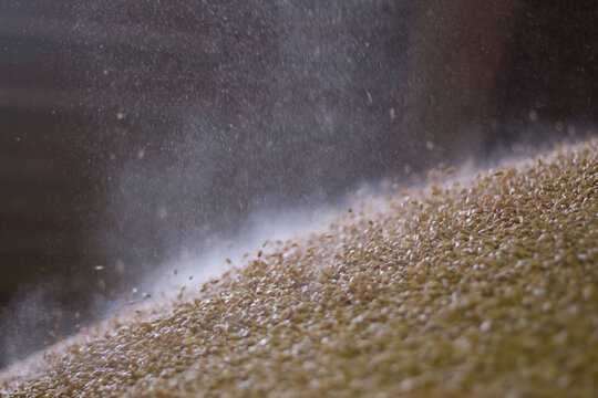 Organic wheat