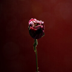 Dried flower peony like a rose over deep red background. close up