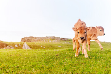 two calm and relaxed brown calves grazing in the green field at sunset. Calf looking at camera.