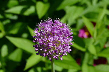 Purple Allium