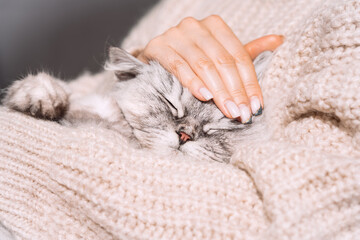Woman petting her lovely fluffy cute cat. Cute kitten with closed eyes. Love cats and humans.