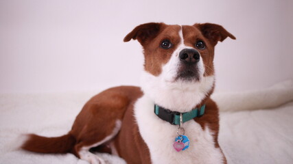Medium sized brown and white terrier border collie mix dog