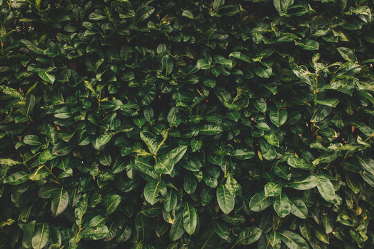 Green hedge leaves background
