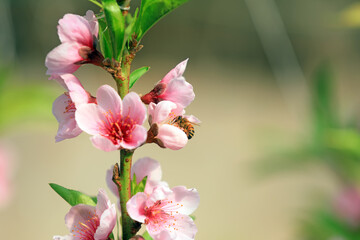Farmers use bees to pollinate peach trees in greenhouses, North China
