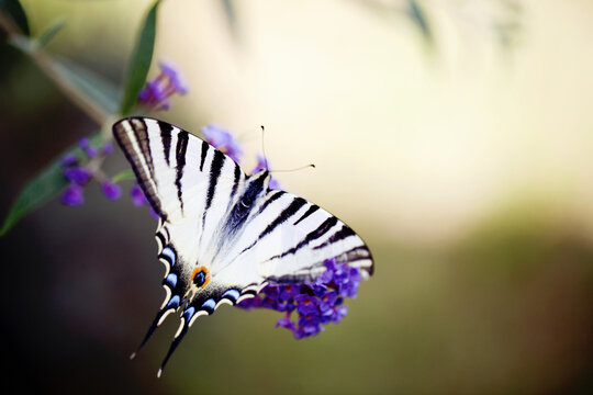 Close-up of Swallowtail butterfly on Buddleia flower