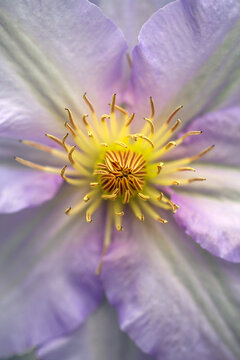 Clematis with bedhead