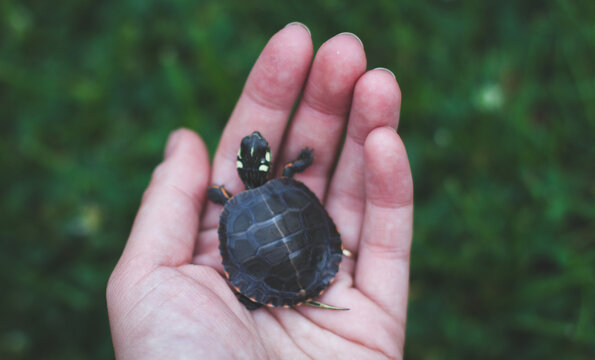 tiny turtle