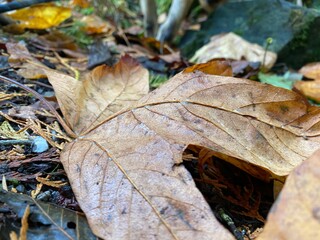 Fallin Leaf's